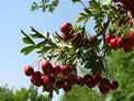 میوه ای خوشمزه که چربی هایتان را مثل کوره می سوزاند