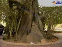 دومین درخت کهنسال ایران با قدمت ۷۰۰ ساله+عکس