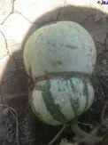 هندوانه دو رگه در جویبار +عکس