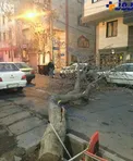 افتادن درخت ۳۰ ساله در منطقه نارمك تهران +عکس