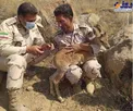 نجات بزغاله وحشی توسط مرزبانان/ عکس