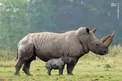 عکسی جالب از کرگدن غول پیکر و فرزندش