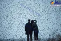 صحنه عحیب پرواز پرندگان در چین/عکس