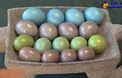 پرنده ای که تخم های رنگی و براق می گذارد+عکس