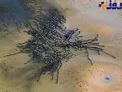 مهمانی پلیکان‌ها در رودخانه+ عکس