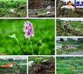 تلاش برای نابودی شیطان نیلگون+عکس