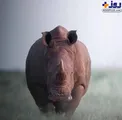 عکس پرسنلی کرگدن