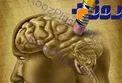 عصاره این گیاه دشمن بیماری آلزایمر است