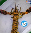 عجیب و غریب‌ترین خرچنگ دنیا+عکس
