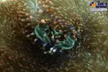 عکس/ استتار بسیار جالب خرچنگ دریایی!