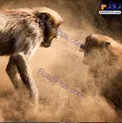 تصویری عجیب از جنگ دو میمون‌