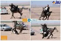 اسبی که نماینده مجلس را به زمین کوباند+عکس