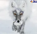 عکس بی نظیر فینالیست عکاسی حیات وحش ۲۰۱۷