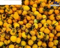 گرانترين فلفل جهان!+عکس