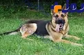 فتوای عجیب و جدید وهابی ها درباره سگ!