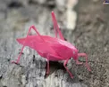 ملخ صورتی از موجودات نادر جهان +عکس