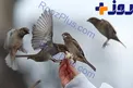 لطفا به پرندگان خرده نان ندهید !