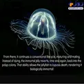 موجودی که هرگز نمی میرد+عکس