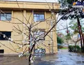 عکس/درختان در سمنان شکوفه‌های زمستانی زدند