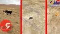 سگ های بی رحم پسر 4 ساله را زنده زنده خوردند + عکس