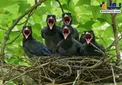 جوجه کلاغ‌های تازه متولد شده در انتظار غذا/عکس