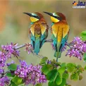 عکس/ زنبور خوار اروپائی