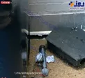 کشف بمب در کنگره آمریکا/عکس