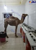 عکس/ رازی که شتر با رفتن در خوابگاه پسران لو داد!