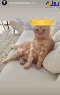 حیوان خانگی سلطنتی بهنوش طباطبایی+عکس