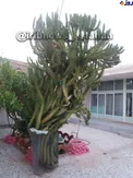 عکس/ بزرگترین کاکتوس خانگی که تاکنون دیده اید