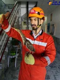 زنده گیری یک پرنده افسانه ای بوتیمار در مشهد+عکس