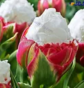 عکس/ گونه ای زیبا و جالب از گل لاله