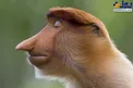 دماغ عجیب و غریب یک نوع میمون ! +عکس