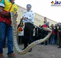 زنده‌گیری مار عظیم‌الجثه در اهواز/عکس