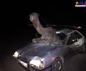 عکس/ تصادف عجیب شتر با پژو