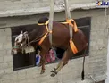 پایین آوردن یک گاو از پشت بام یک ساختمان 3 طبقه/عکس