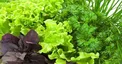 ۸ سبزی خاص که فواید شگفت انگیزی دارند