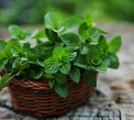 اینفوگرافیک/ خواص شگفت انگیز نعنا
