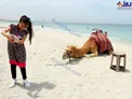 سلفی با شتر در ساحل عجمانِ امارات