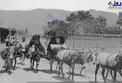 عکس/ الاغ سواری در خیابان شریعتی تهران!