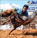 در آغوش کشیدن گاونر وحشی/عکس