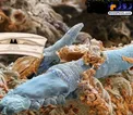 کرم های زنده و ریزی که روی صورت انسان زندگی می کنند!+عکس