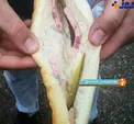 عكس/ محتوای عجيب ساندويچ های سه هزار تومانی در دربی