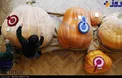 تولید کدو تنبل به وزن 566 کیلوگرم!+عکس