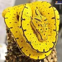 عکس/ مار خوش خط و خال!