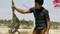 کشف قورباغه یک متری در بوشهر +عکس