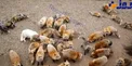 دهکده روباه ها +عکس