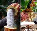 میوه ای که درنهایت شکلات می شود+عکس