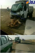 تصادف شتر با کامیون حادثه آفرید +عکس