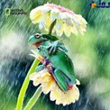 برترین عکس نشنال جئوگرافیک+عکس